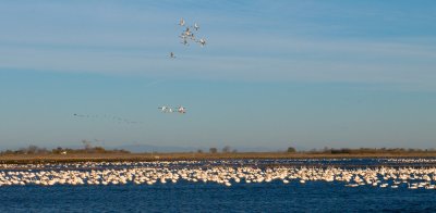 Snow Goose Migration