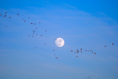 Floking at Moon Rising