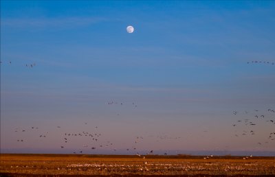 Moon Rise at Stanten Islend