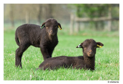 Black Lambs