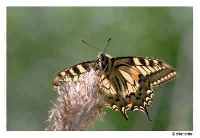 Swallowtail