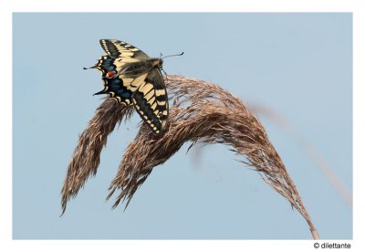 Swallowtail