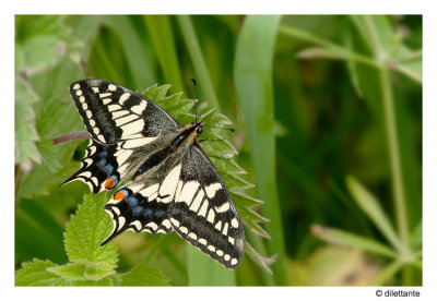 Swallowtail