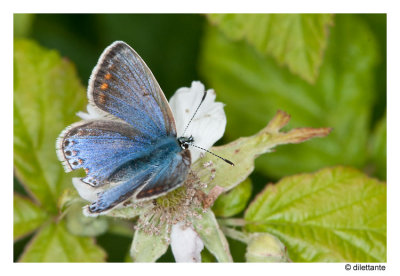 Common Blue female