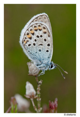 Silver-studded Blue (m, uns)