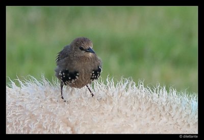 Freeriding bird (crop)
