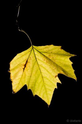 Backlit autumn leaf