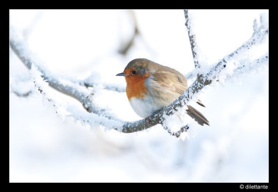 Wintry Robin