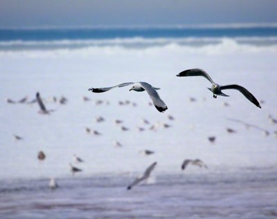 Seagulls 4