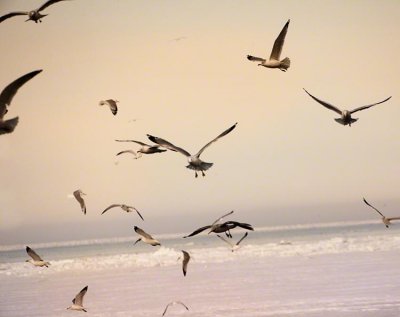 Seagulls 1