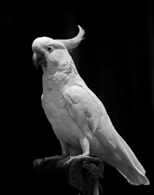 Cockatoo