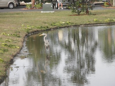 pond behind our rig, bird