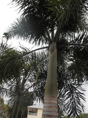 Fox Tail Palm