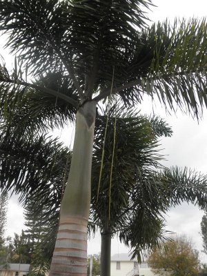 Fox Tail  Palm