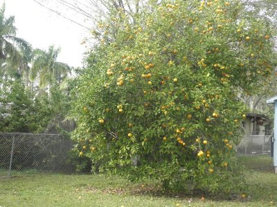 FL Oranges in someone's front yard