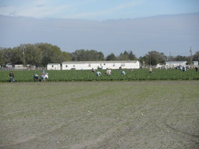 Picking Strawberries