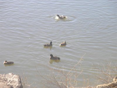 Ducks near RV