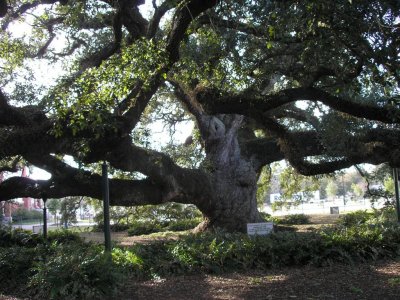 Cathedral Oak in Lafayette-500 yrs old