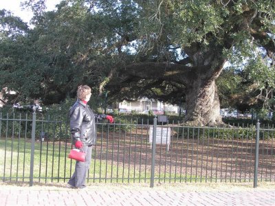 Cathedral Oak in Lafayette-500 yrs old