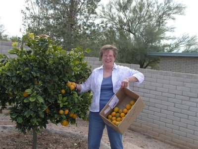 Picking Oranges from Mel & Georgia's tree