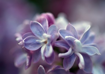 Lilacs