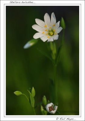 Stellaria holostea...