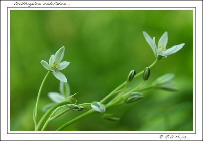 Ornithogalum umbellatum ...