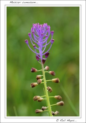 Muscari comosum...