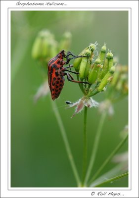    Graphosoma italicum......