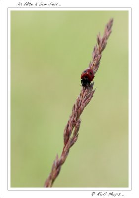 Coccinella 7-punctata...