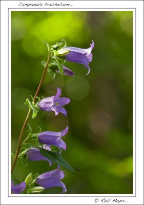 Campanula trachelium...