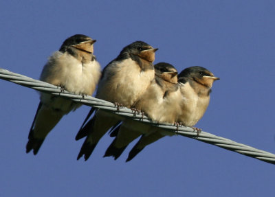 Young Barn Swallows waiting for breakfast