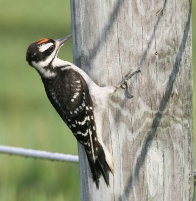 Hairy Woodpecker on fencepost