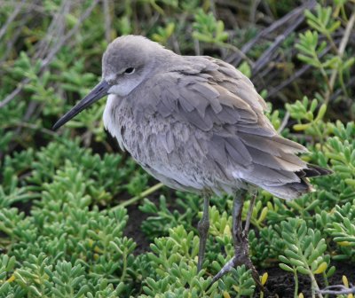 Adult nonbreeding Red Knot