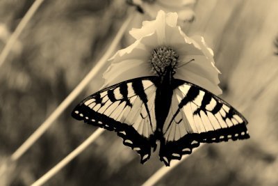 Swallowtails of the White Mountains   June 2012