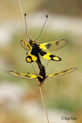 _MG_4760 - Metuljcnica/Owl-fly .jpg