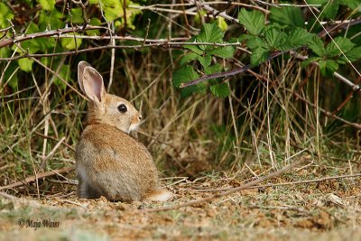 _MG_5738 Common rabbit - Kunec.jpg
