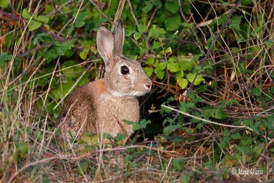 _MG_7628 Common rabbit - Kunec.jpg