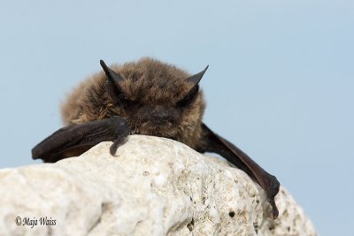 Netopir/Bat