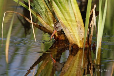 Mokoz/Water rail