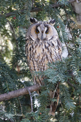 Mala uharica/Long-eared owl _MG_0042.jpg
