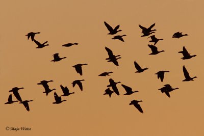 _MG_0091.jpg