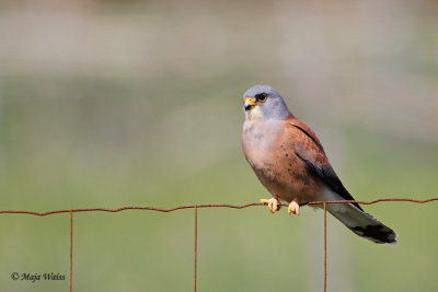 Juzna postovka/Lesser kestrel