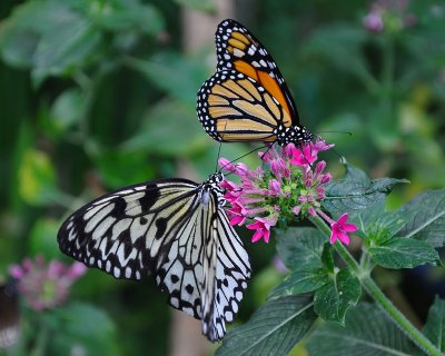 Sharing A Flower.jpg