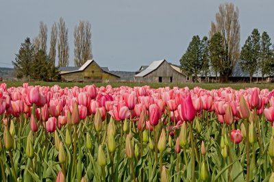 A Tulip's Eye View