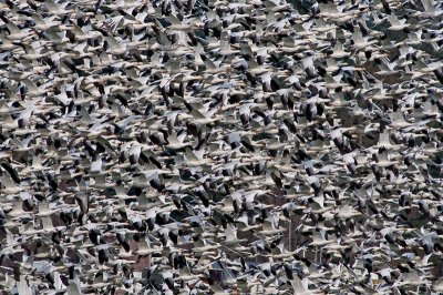 Ten Thousand Geese
