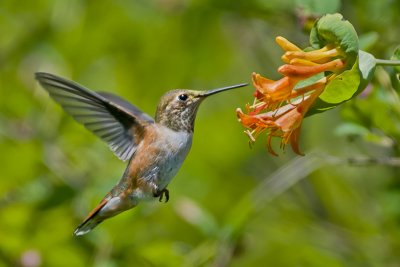 Rufous Hummer  & Orange Honeysuckle 1