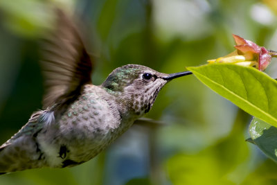 Anna's Hummer and Twin Berry Honeysuckle 5