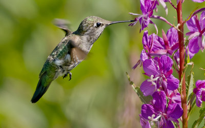 Anna's Hummer and Fireweed