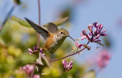 Rufous Hummer and Pink Honeysuckle